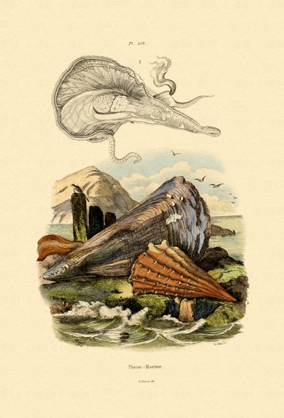 Concha de pluma, 1833-39 de French School